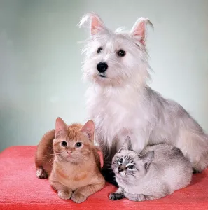 Animals - Cats and Dogs - Kittens A dog with kittens March 1980 Animals - Cats and Dogs - Kittens A dog with kittens March 1980
