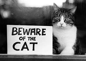 Animals - Cats. Spyke....Postmen take good notice of this notice. September 1982 P000462
