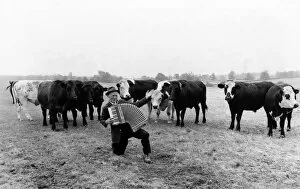 Animals - Cattle. November 1976 P000478