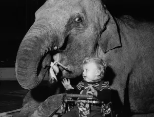 Animals - Children with Elephants. March 1975 P000477 Animals - Children with Elephants. March 1975 P000477