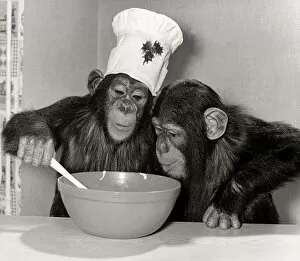 Animals Chimpanzee - Christmas December 1978 Monsieur Louis making pudding for his