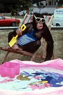 Animals - Chipmanzee Chimp February 1987 A©mirrorpix
