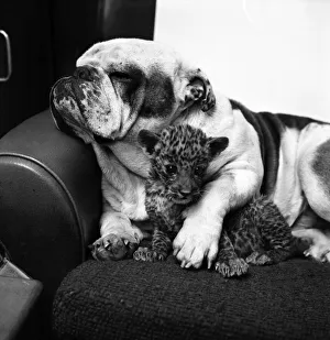 Animals: Cute: Bulldog. March 1975 75-01526-010 Animals: Cute: Bulldog. March 1975 75-01526-010