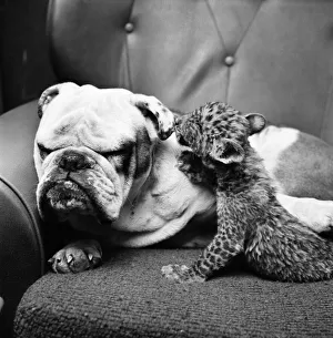 Animals: Cute: Bulldog. March 1975 75-01526 Animals: Cute: Bulldog. March 1975 75-01526