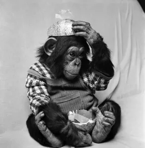 Animals: Cute: Chimp. March 1975 75-01526-001 Animals: Cute: Chimp. March 1975 75-01526-001