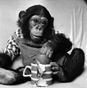 Animals: Cute: Chimp. March 1975 75-01526-002 Animals: Cute: Chimp. March 1975 75-01526-002