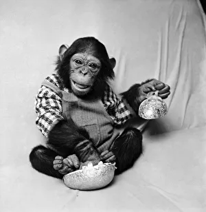 Animals: Cute: Chimp. March 1975 75-01526-003 Animals: Cute: Chimp. March 1975 75-01526-003