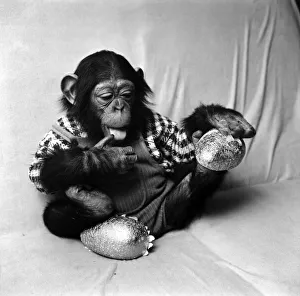 Animals: Cute: Chimp. March 1975 75-01526-004 Animals: Cute: Chimp. March 1975 75-01526-004