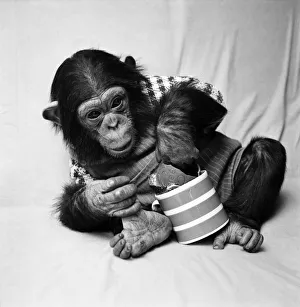 Animals: Cute: Chimp. March 1975 75-01526-005 Animals: Cute: Chimp. March 1975 75-01526-005