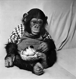 Animals: Cute: Chimp. March 1975 75-01526-006 Animals: Cute: Chimp. March 1975 75-01526-006