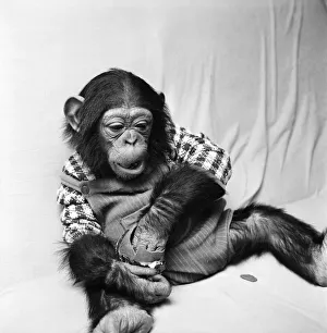 Animals: Cute: Chimp. March 1975 75-01526-007 Animals: Cute: Chimp. March 1975 75-01526-007