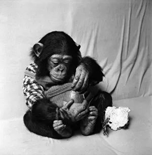 Animals: Cute: Chimp. March 1975 75-01526-008 Animals: Cute: Chimp. March 1975 75-01526-008