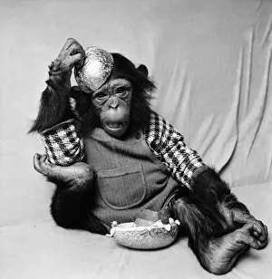 Animals: Cute: Chimp. March 1975 75-01526-009 Animals: Cute: Chimp. March 1975 75-01526-009