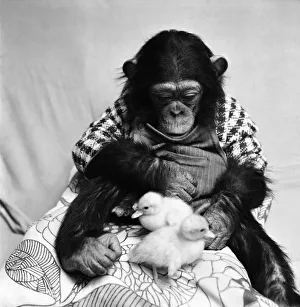 Animals: Cute: Chimp. March 1975 75-01526-011 Animals: Cute: Chimp. March 1975 75-01526-011