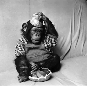 Animals: Cute: Chimp. March 1975 75-01526-012 Animals: Cute: Chimp. March 1975 75-01526-012