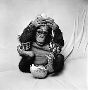 Animals: Cute: Chimp. March 1975 75-01526-013 Animals: Cute: Chimp. March 1975 75-01526-013