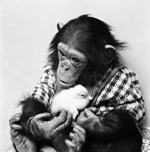 Animals: Cute: Chimp. March 1975 75-01526-014 Animals: Cute: Chimp. March 1975 75-01526-014