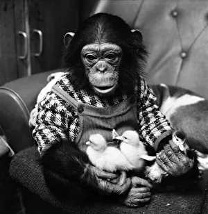 Animals: Cute: Chimp. March 1975 75-01526-015 Animals: Cute: Chimp. March 1975 75-01526-015