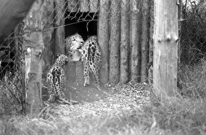 Animals/Cute. Howlett's Zoo. Leopard Cubs. August 1977 77-04422-004 Animals/Cute. Howlett's Zoo. Leopard Cubs. August 1977 77-04422-004
