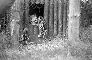 Animals/Cute. Howlett's Zoo. Leopard Cubs. August 1977 77-04422-005 Animals/Cute. Howlett's Zoo. Leopard Cubs. August 1977 77-04422-005