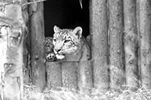 Animals/Cute. Howlett's Zoo. Leopard Cubs. The cubs Animals/Cute. Howlett's Zoo. Leopard Cubs. The cubs