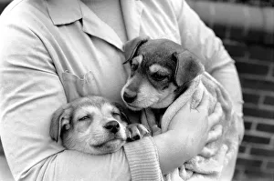Animals: Cute: Puppies/Dogs. Woman and Pups. December 1976 76-07541-011 Animals: Cute: Puppies/Dogs. Woman and Pups. December 1976 76-07541-011