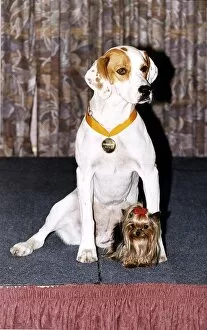 Images Dated 29th November 1993: Animals Dogs