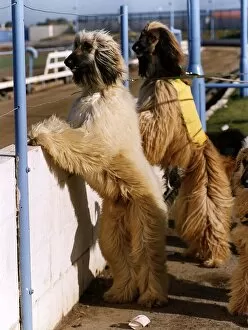 Animals Dogs Afghan Hounds peer over wall at race track
