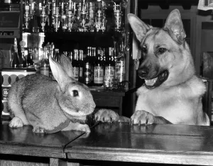 Animals Dogs Alsation German Shepherd Rabbits December 1977 Harold the Rabbit Animals Dogs Alsation German Shepherd Rabbits December 1977 Harold the Rabbit