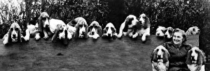Animals Dogs Bassett Hounds February 1975 Mrs Joan Walker with her 13 Bassett Animals Dogs Bassett Hounds February 1975 Mrs Joan Walker with her 13 Bassett