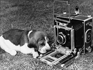 00055 Gallery: Animals Dogs One of the beagle pups, very camera conscious, gets in line for a close-up