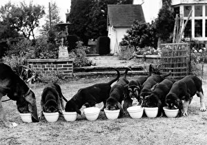 00055 Gallery: Animals - Dogs - Bloodhound. October 1947 P000586