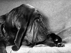 00055 Gallery: Animals - Dogs - Bloodhounds. March 1974 P000587