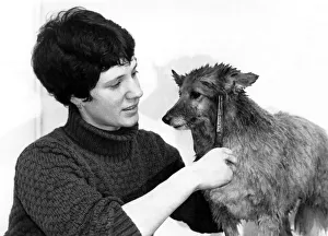 Animals - Dogs Cathy undergoes the transformation. March 1983 P000613 Animals - Dogs Cathy undergoes the transformation. March 1983 P000613