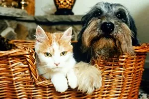 Images Dated 22nd October 1995: Animals Dogs Celebrity pets feature. Poppy the Dog and Sophie the Cat in a basket