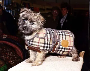 Burberry dog on sale clothing
