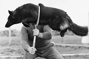 Animals - Dogs A dog skilfully jumps through a hoop Animals - Dogs A dog skilfully jumps through a hoop