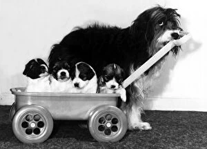 01228 Gallery: Animals - Dogs Pippin Pippin the English Sheepdog with her pups in a cart