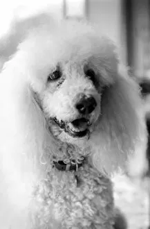 Images Dated 2nd February 1981: Animals: Dogs: Poodle 'Roger'whos a diabetic. February 1981 81-00535