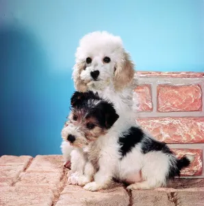 Animals - Dogs - Puppies March 1980 A©Mirrorpix Animals - Dogs - Puppies March 1980 A©Mirrorpix