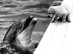 00150 Gallery: Animals Dolphin Dog Puppy A puppy sits talking to a dolphin circa 1982