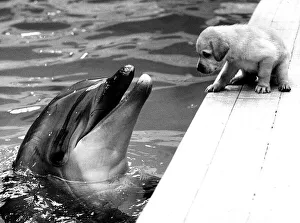 00150 Gallery: Animals Dolphin Dog Puppy A puppy sits talking to a dolphin circa 1982