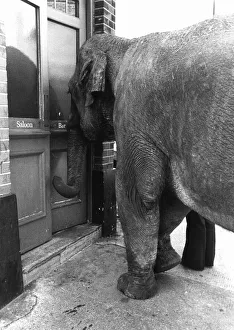 Images Dated 23rd October 1978: Animals Elephants Maureen the Elephant is a regular in the Falcon Pub
