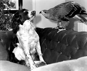 00150 Gallery: Animals friendship Dogs Dog Bird of Prey African Tawney Eagle September 1983