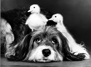 Images Dated 25th March 1986: Animals Friendships Dogs Ducklings March 1986 Pippin the mongrel dog looking after