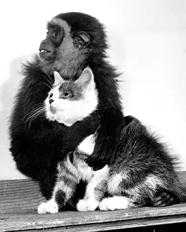 Animals friendships Monkey cat October 1956 Wendy a Gibbon Monkey at Belle Vue Zoo Animals friendships Monkey cat October 1956 Wendy a Gibbon Monkey at Belle Vue Zoo