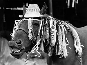Animals - Horses: Horse called boy George. September 1984 P001903