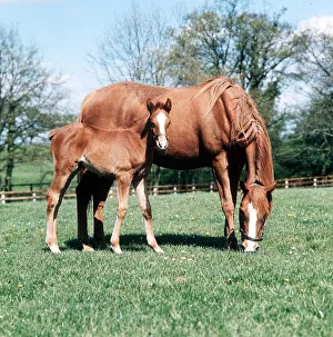 Animals - Horses - Mares and Foals Mare and Foal Animals - Horses - Mares and Foals Mare and Foal