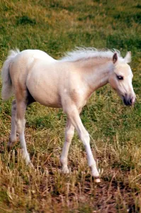 Animals - Horses Young Foal -may 1971 Pony Ponies Animals - Horses Young Foal -may 1971 Pony Ponies