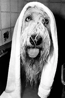 Animals Humour Dogs June 1984 This dog doing a Henry Cooper look Animals Humour Dogs June 1984 This dog doing a Henry Cooper look